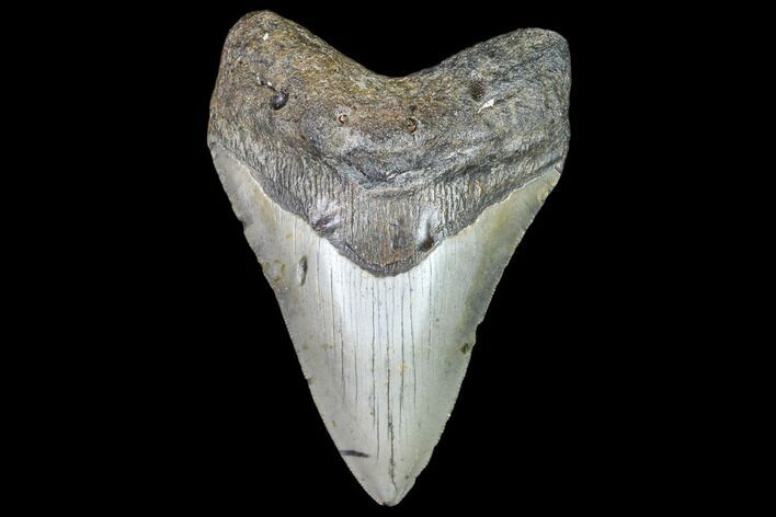 Fossil Megalodon Tooth - North Carolina #105017